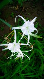 Close-up of fresh white flower with water drops