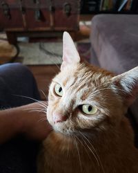 Close-up portrait of a cat