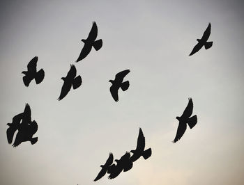 Low angle view of birds flying