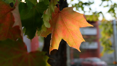 Close-up of yellow maple leaves against blurred background