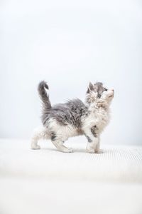 Cat looking away while sitting on white background