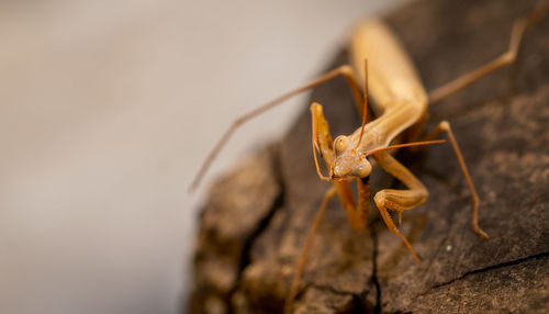 Close-up of insect on wood