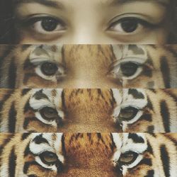 animal themes