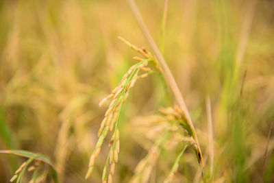 Close-up of plant on field