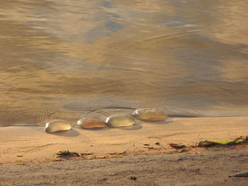 High angle view of shells on beach