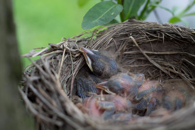 Close-up of birds in nest