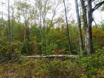 Trees in forest