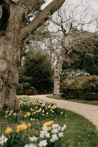 View of flowering plants and trees in park