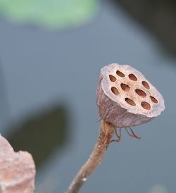 Close-up of dried plant growing outdoors