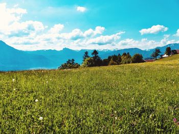 Scenic view of field against sky