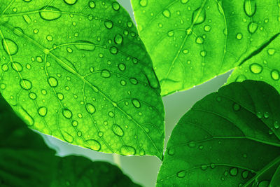 Close-up of raindrops on leaves