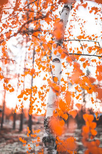 Close-up of maple leaves on tree during autumn