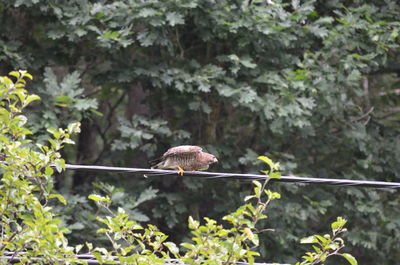 Bird perching on a tree