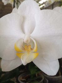 Close-up of white flower