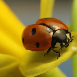 Close-up of ladybug on leaf