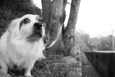 Close-up of dog on grass