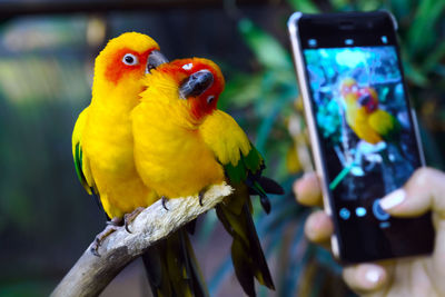 Close-up of parrot perching on mobile phone