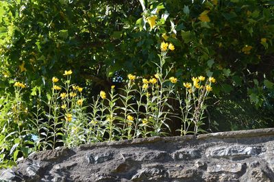View of yellow flowering plants