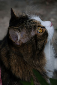 Close-up of cat looking away