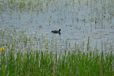 Ducks swimming on lake