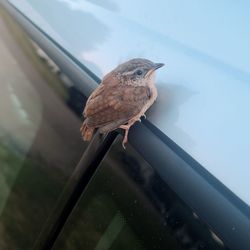 High angle view of bird perching on railing