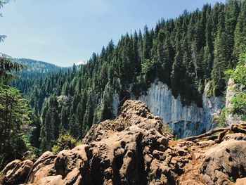 Plants growing on rocks in forest against sky