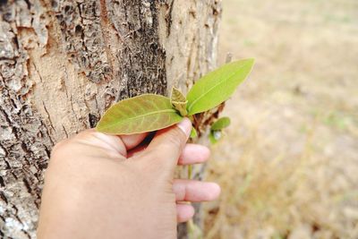 Close-up of hand holding leaves