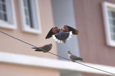 Bird flying against blurred background