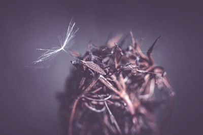 macro photography