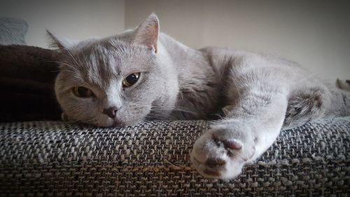 Close-up of cat lying on bed