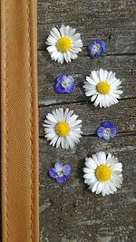 Close-up of purple daisy flowers on wood