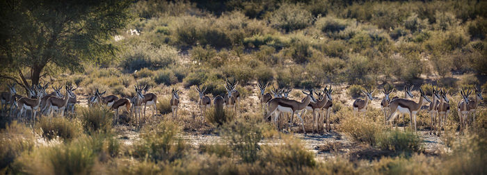 Springbok herd standing in backlit in kgalagari transfrontier park, south africa 