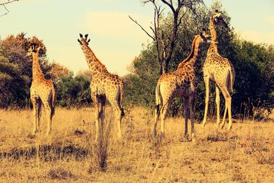 Giraffe standing on landscape against sky