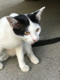 Close-up portrait of a cat