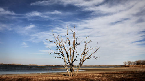 Bare tree on field by lake against cloudy sky