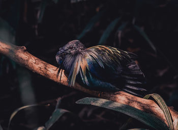 Close-up of bird perching on branch