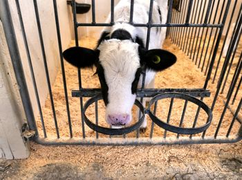 High angle view of horse in pen