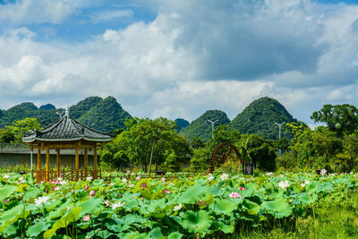 Flowering plants against sky