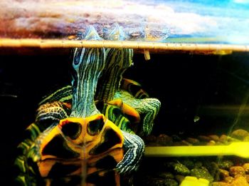 Close-up of yellow flower