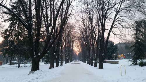 Trees on snow covered landscape