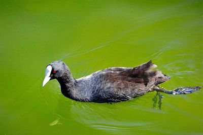 Bird flying over lake