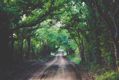 Road amidst trees in forest