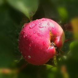 Close-up of wet apple in water