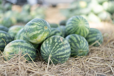 Close-up of fruits growing on land