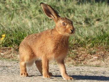 Full length of a rabbit on field