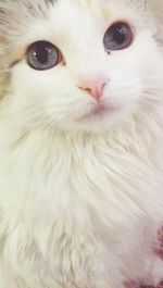 Close-up of cat