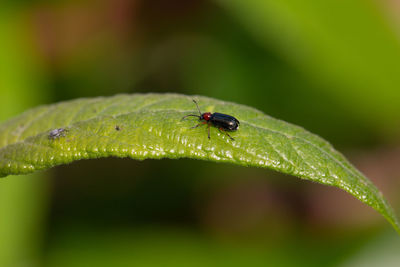 Close-up of insect on leaf