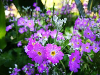 Close-up of purple flowers blooming outdoors