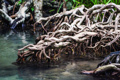 Fallen tree in river in forest