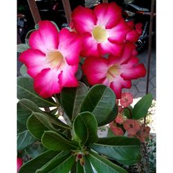 Close-up of pink flowers